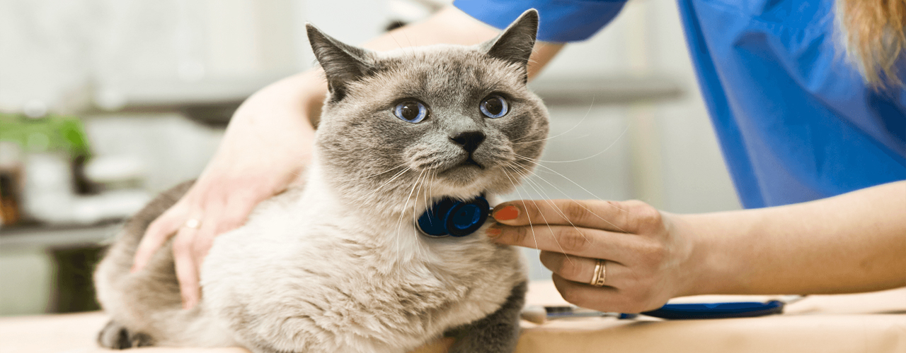 Sadece Sevgi Bekliyorlar..